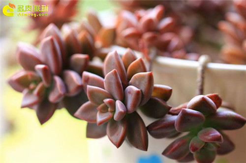 姬胧月 Graptosedum."Bronze"-1