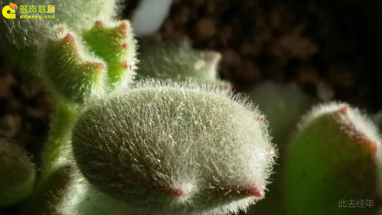 种了就有感情的多肉植物-13