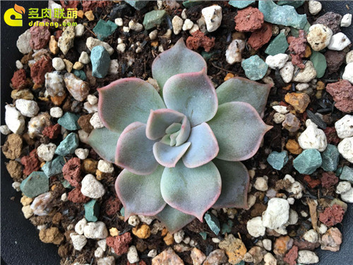 蓝色惊喜，Echeveria 'Blue Surprise'-1