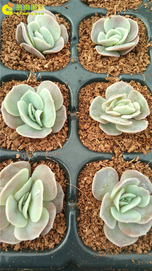 蓝色惊喜，Echeveria 'Blue Surprise'-3