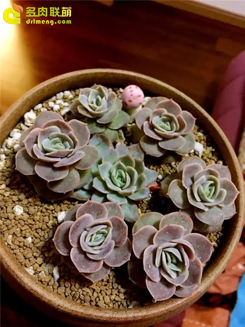 蓝色惊喜，Echeveria 'Blue Surprise'-4