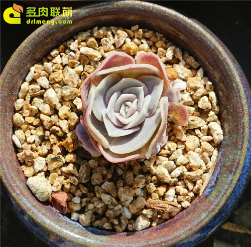 蓝色惊喜，Echeveria 'Blue Surprise'-5