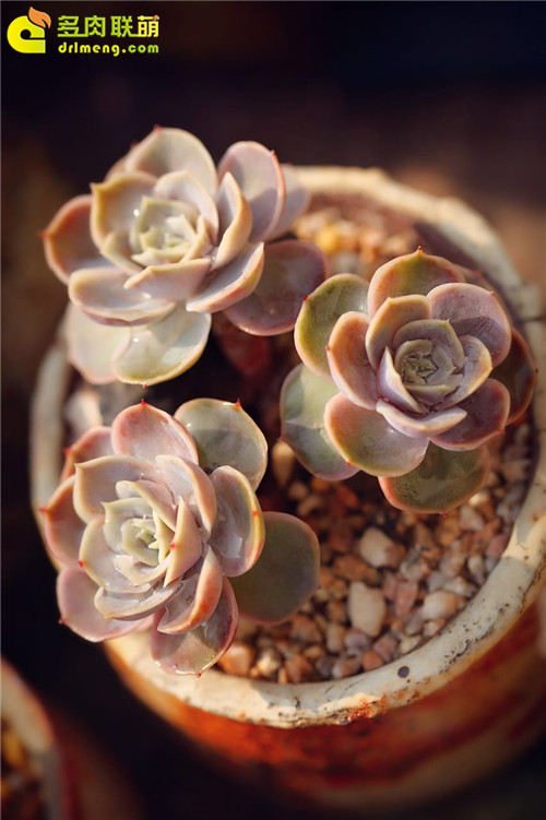 蓝色惊喜，Echeveria 'Blue Surprise'-1