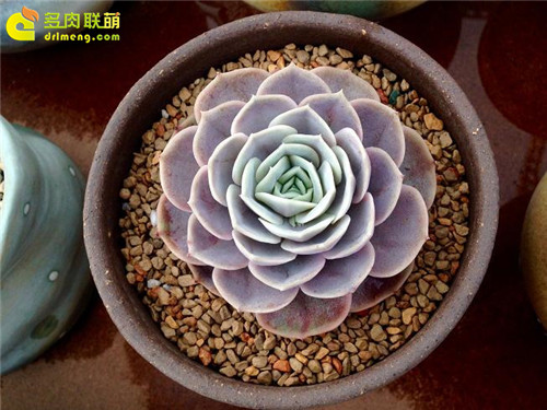 蓝色惊喜，Echeveria 'Blue Surprise'-2