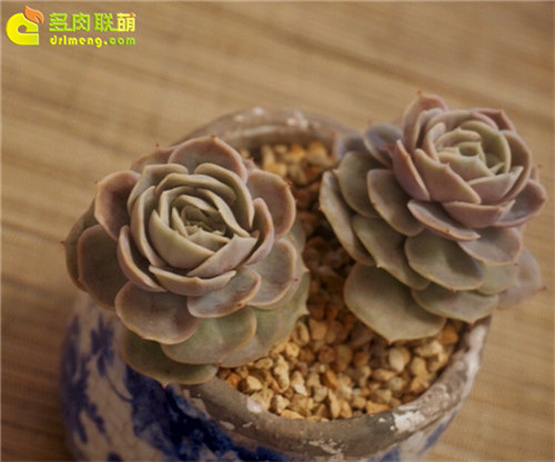 蓝色惊喜，Echeveria 'Blue Surprise'-3