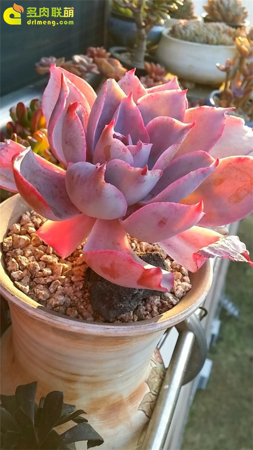 晚霞 Echeveria Afterglow-3