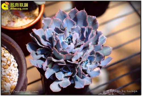 祗园之舞 Echeveria shaviana-3