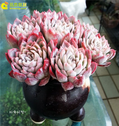 紫罗兰女王 Echeveria Violet Queen-1