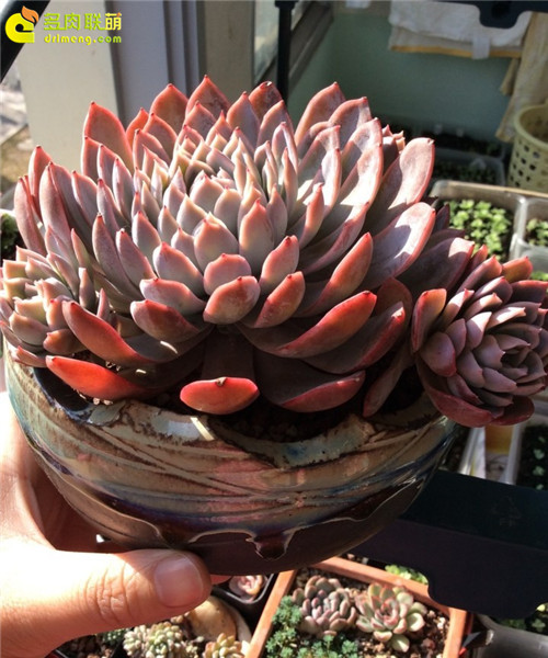 紫罗兰女王 Echeveria Violet Queen-3