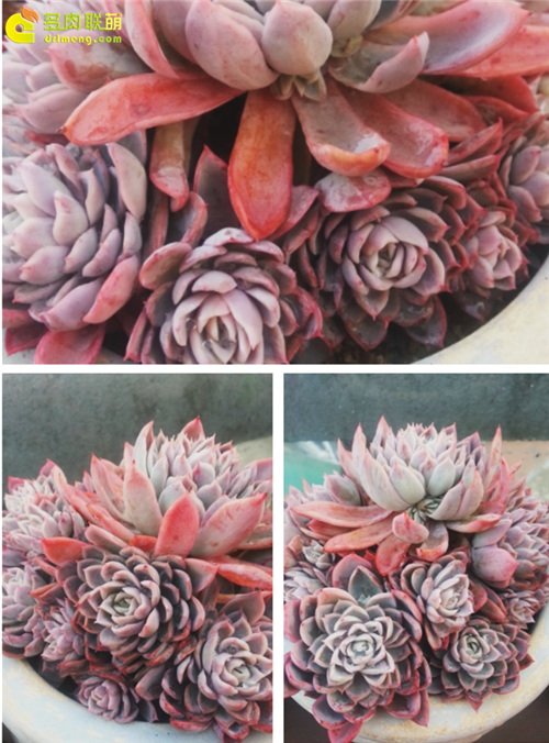 紫罗兰女王 Echeveria Violet Queen-4