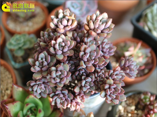 紫梦 Graptoveria cv Purple Dream-1