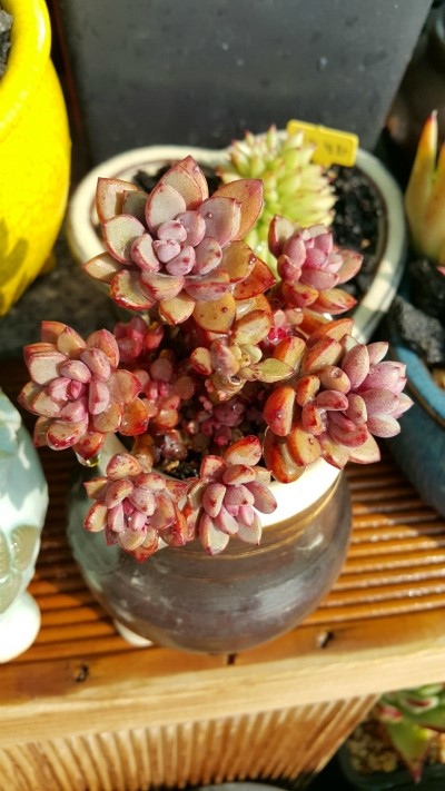 紫梦 Graptoveria cv Purple Dream-2