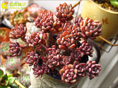 紫梦 Graptoveria cv Purple Dream-3