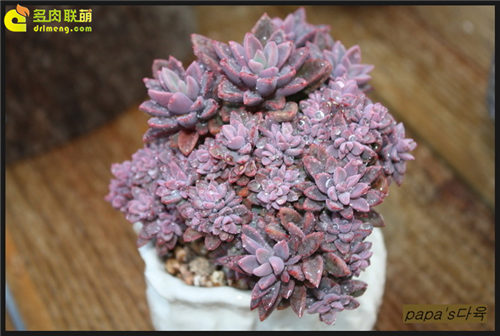 紫心 Echeveria cv. Rezry-2