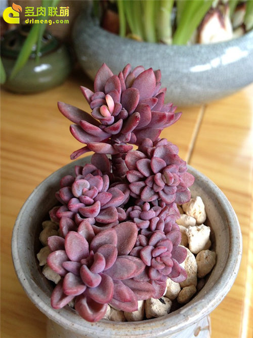 紫心 Echeveria cv. Rezry-3