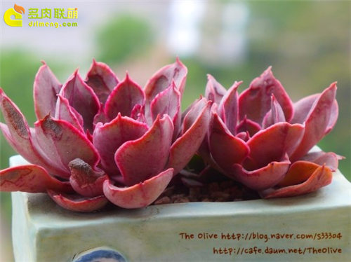 紫焰 Echeveria Painted Frills-1