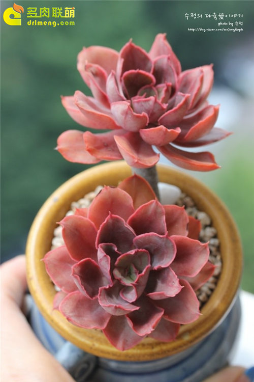 紫焰 Echeveria Painted Frills-2