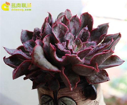 紫焰 Echeveria Painted Frills-3