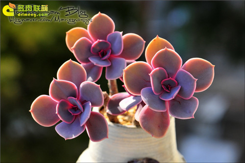 紫珍珠 Echeveria 'Perle von Nurnberg'-1