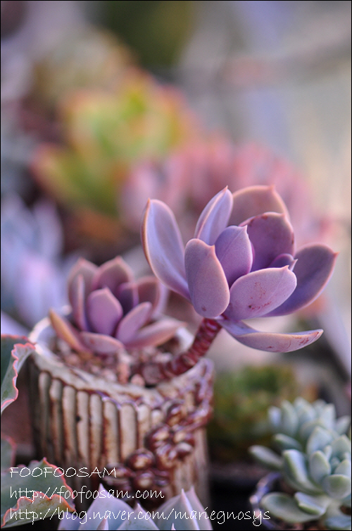 紫珍珠 Echeveria 'Perle von Nurnberg'-2