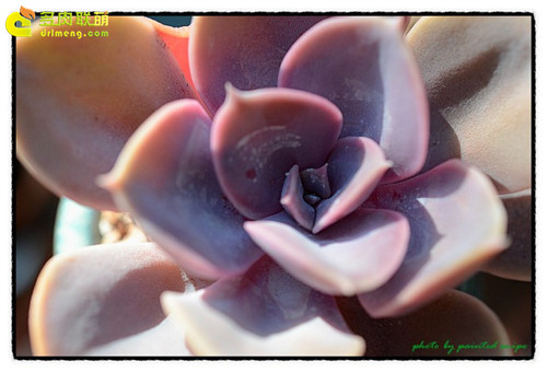 紫珍珠 Echeveria 'Perle von Nurnberg'-3