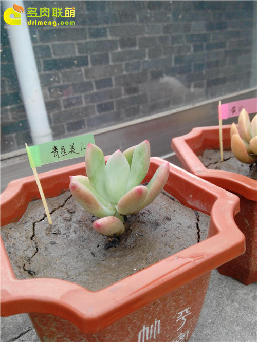 泥巴土种植的多肉植物-16