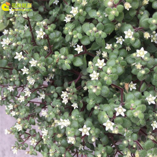 多肉植物-波尼亚开花