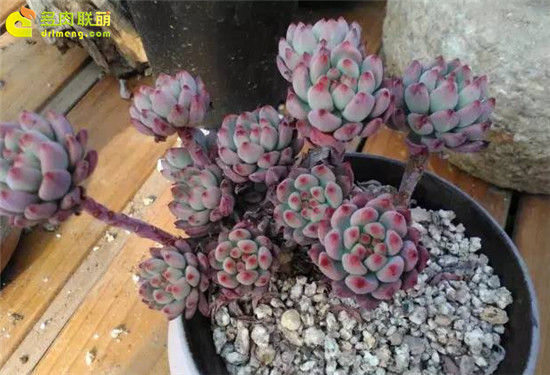 上海浦东有趣的多肉植物大棚主-2