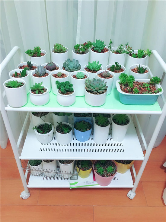 多肉是迷人的毒药-36