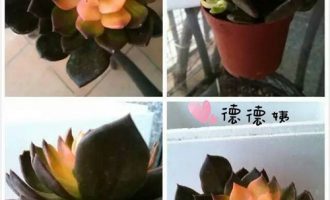 你绝对想不到的黑王子“所谓锦”半年的变化