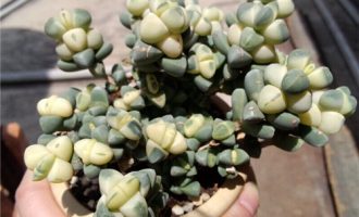 青锁龙属简介