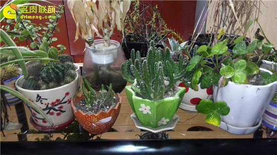 多肉植物的故事-7