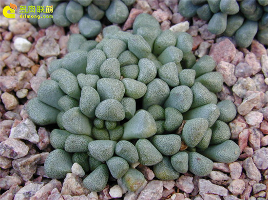 唐扇 Aloinopsis schooneesii 番杏科菱鲛属多肉植物