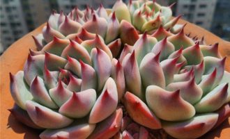 桃太郎：猜猜我爹妈。