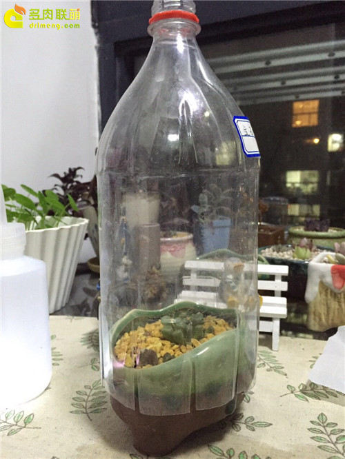 播种育苗，闷养多肉，挺好(19)
