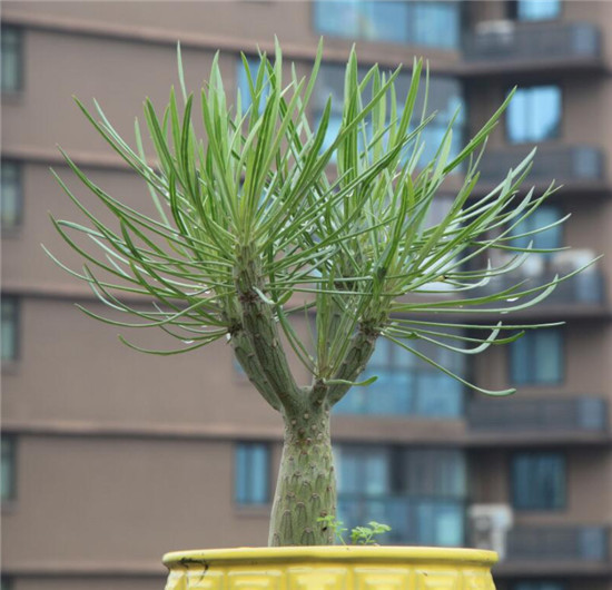 仙人掌类多肉植物g2