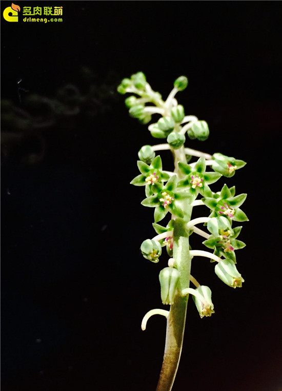 油滴百合开花的样子