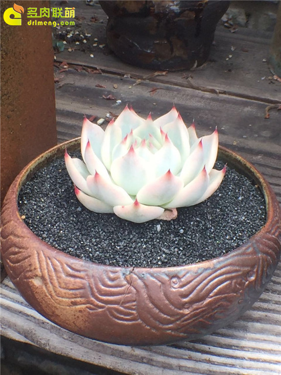 景天韵里的多肉植物-37