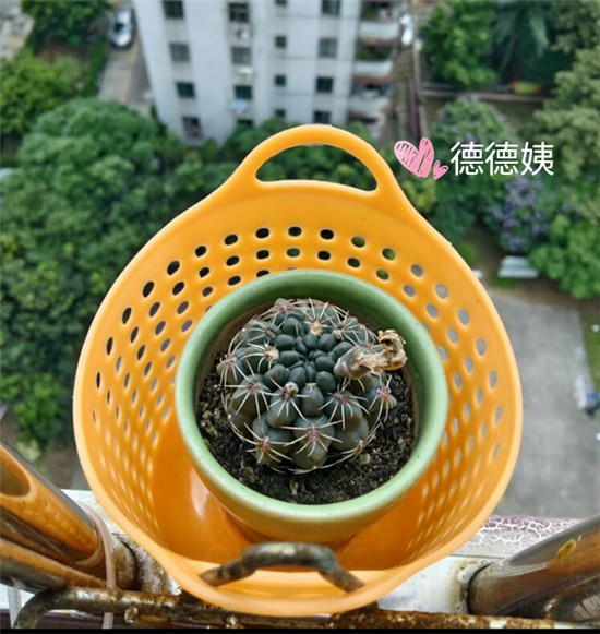 其他种植的仙人掌-13