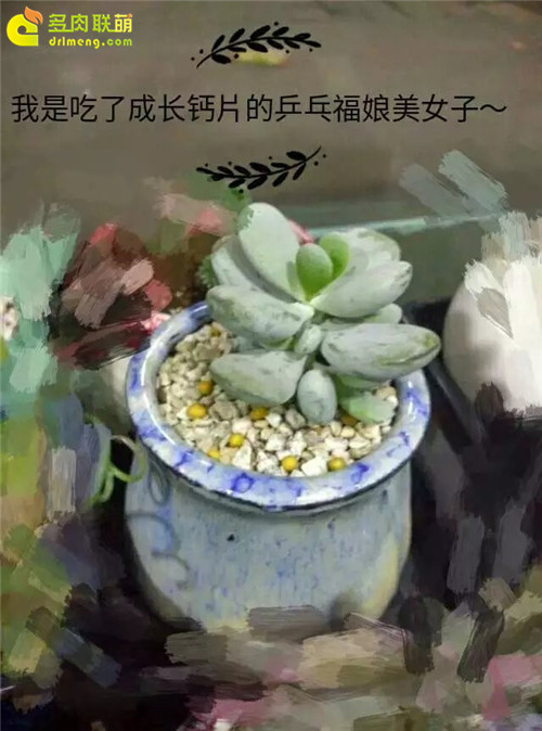 对多肉不友好的六月-2