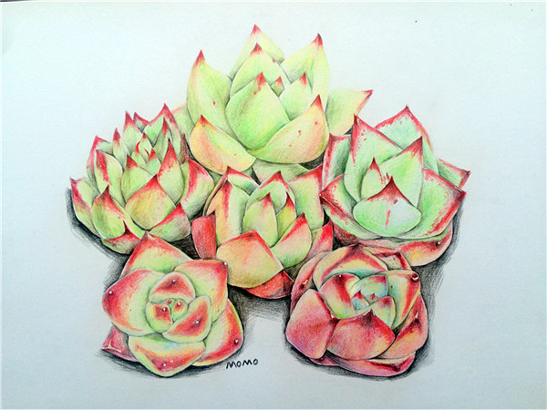 多肉植物彩铅画(8)