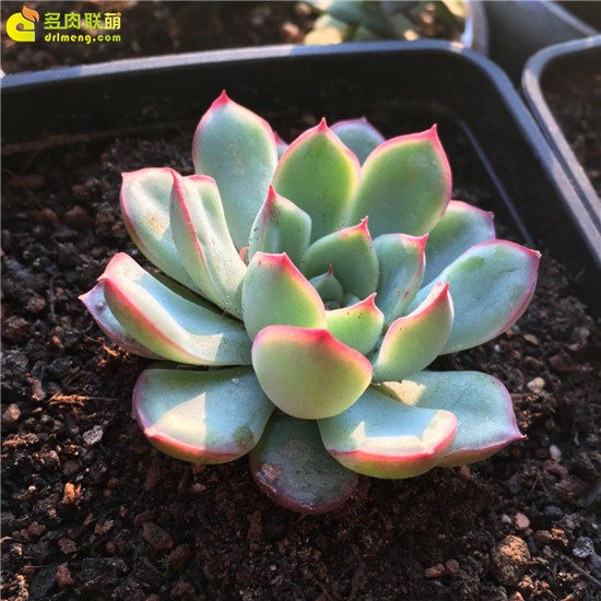 养多肉植物，画画水彩-4