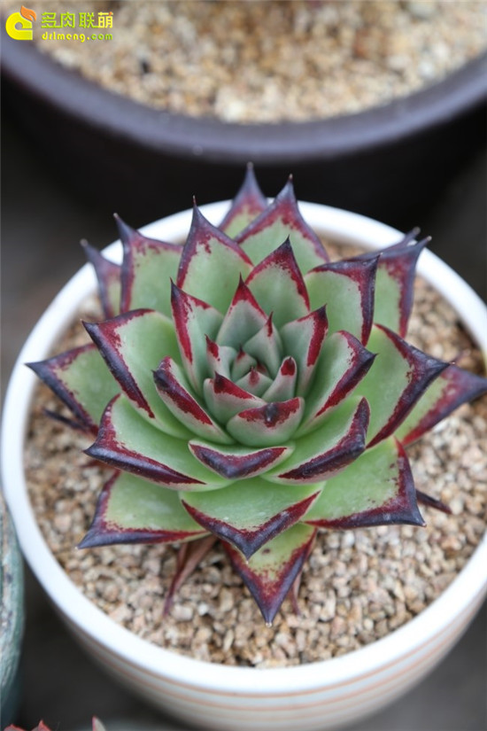 多肉植物冬型种、夏型种-10