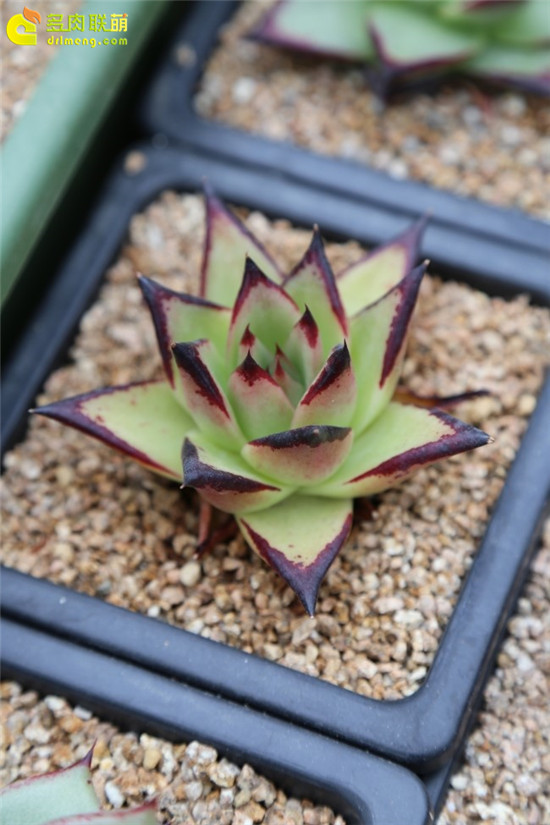 多肉植物冬型种、夏型种-11