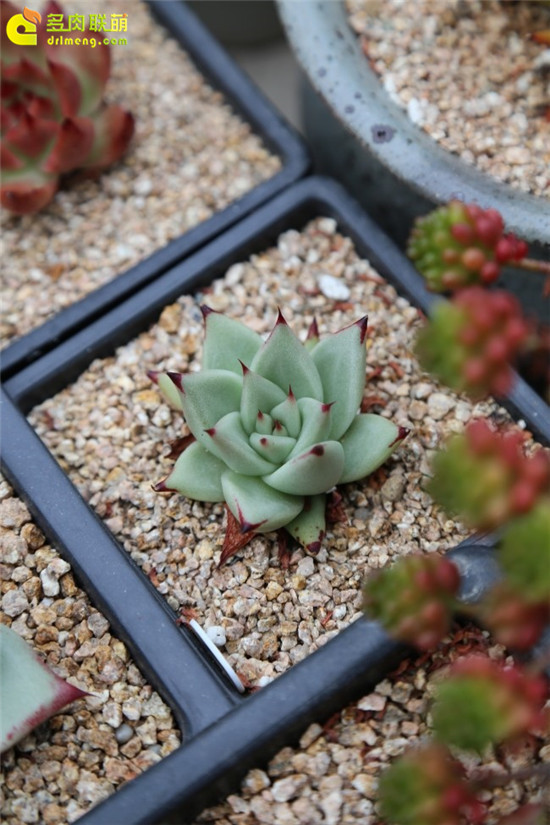 多肉植物冬型种、夏型种-16