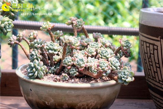 多肉植物冬型种、夏型种-3