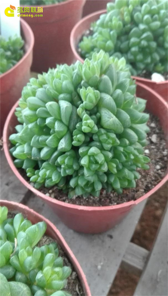 广州丫丫多肉植物大棚-5