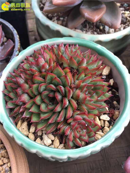 云南夏天台风暴雨后的多肉植物-7