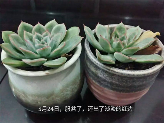 怎么给多肉植物治病-4