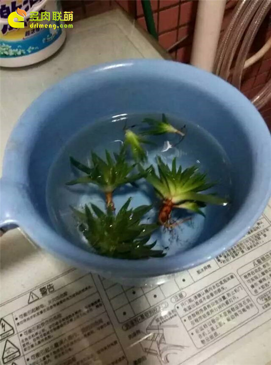 怎么给多肉植物治病-8